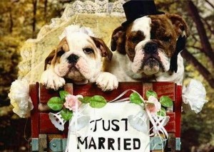 Should You Include Your Pet in Your Wedding?